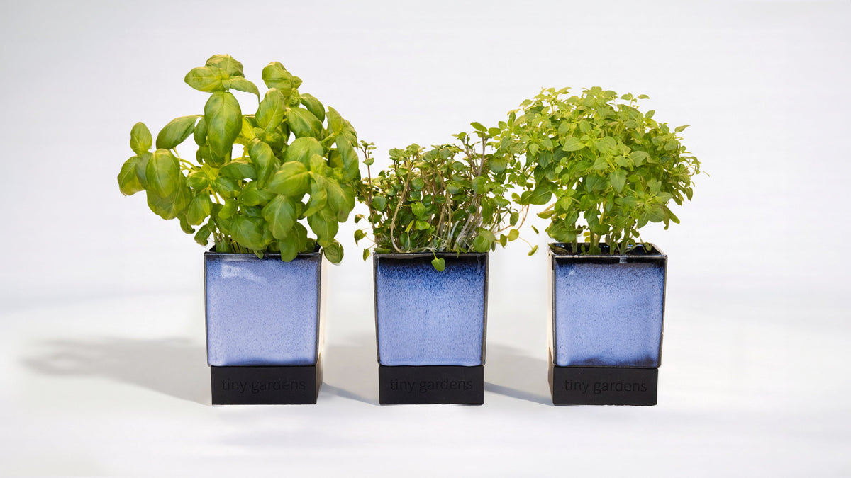 3. Sådan holder du dine krydderurter i live med Herb Garden