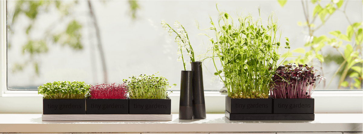 2. Sommertips til dyrkning af mikrogrønt