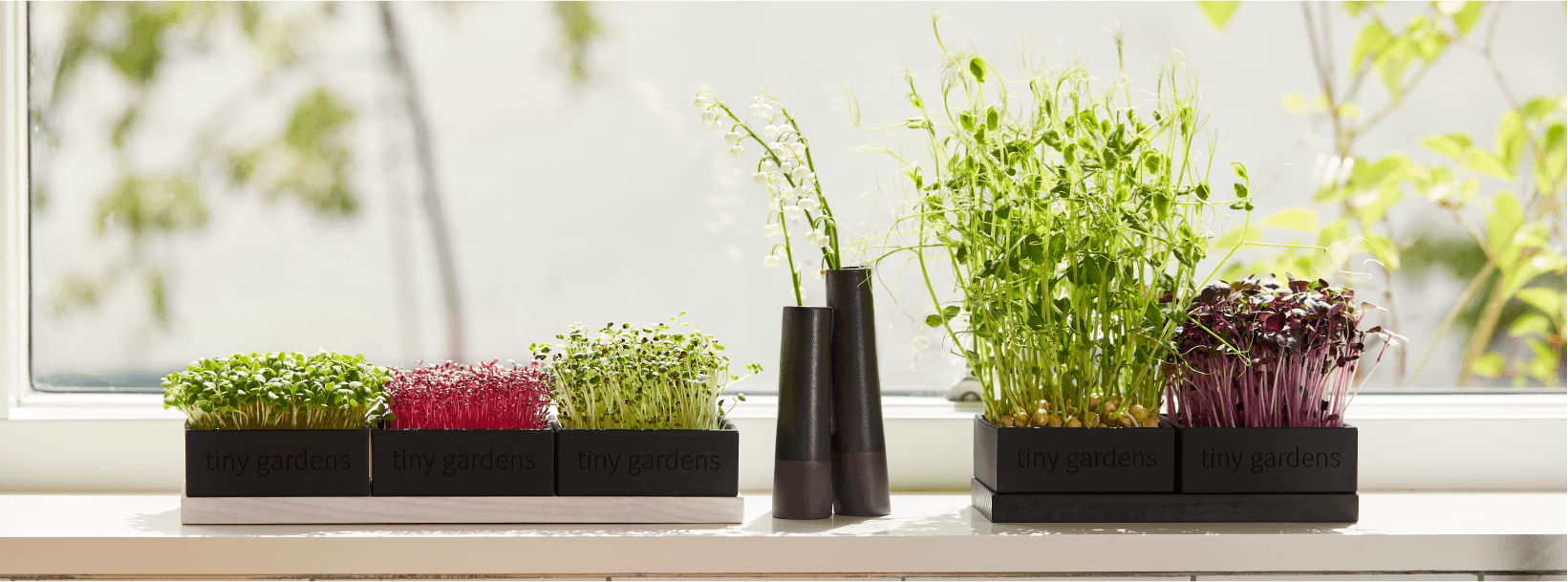 2. Sommertips til dyrkning af mikrogrønt